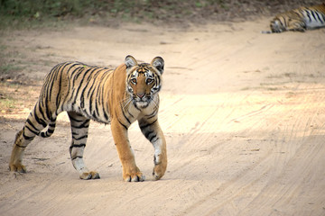 Corbett tiger reserve forest