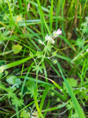 Dovesfoot or awnless Geranium