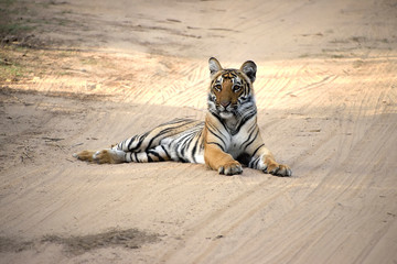 Corbett tiger reserve forest