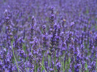 Fototapeta premium Beautiful Lavender Flower Field