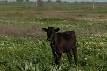  young cinnamon calf standing in the meadow