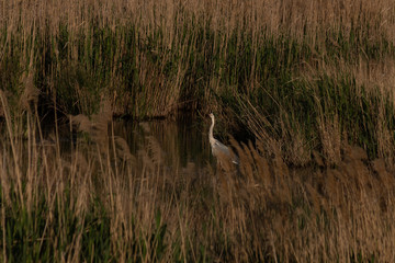 Obraz na płótnie Canvas a heron on a pond in the reeds that spotted a photographer