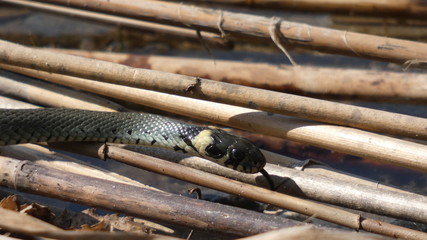 zaskroniec  © Beata