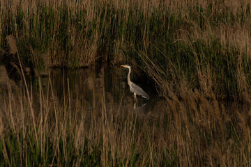  Heron walks on the water in the reeds of the reservoir