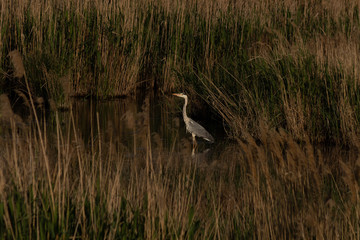 Obraz na płótnie Canvas Heron walks on the water in the reeds of the reservoir