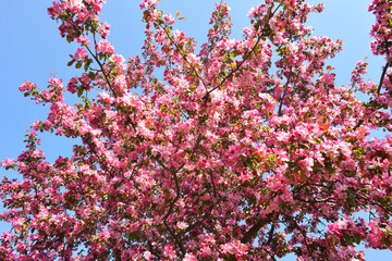  Prunus cerasifera tree, blood cherry in full blooming swing