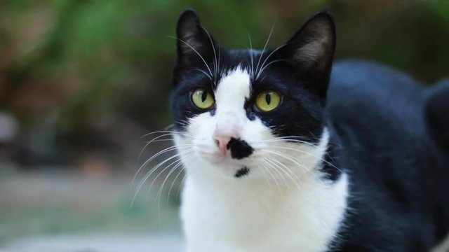 Close up portrait of black and white cat withe beautiful eyes looks curious in the garden