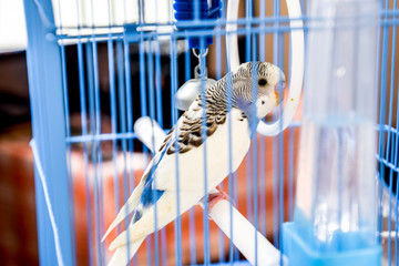 Female wavy parrot in a cage