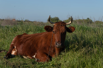 Cow lying on the green grass against the blue sky