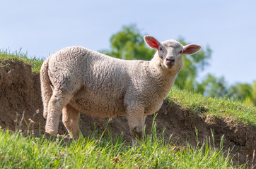 Junges Schaf auf der Weide