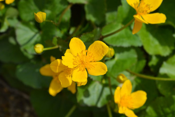 Obraz premium Marsh Marigold