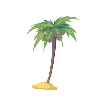 Coconut palm tree with nuts. Vector illustration on white background.