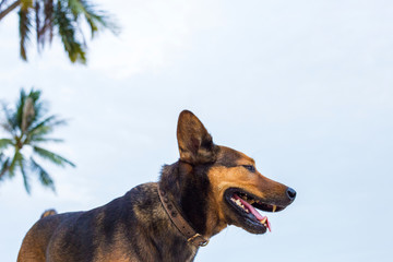 A happy dog on the beach.
