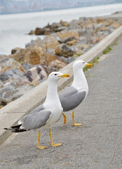 seagulls on the beach