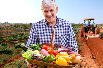 Man holding basket with healthy organic vegetables. Plantation background.