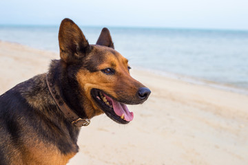 A happy dog on the beach.