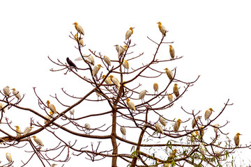 A bunch of Cattle Egrets sitting on a tree In lakeside Pokhara