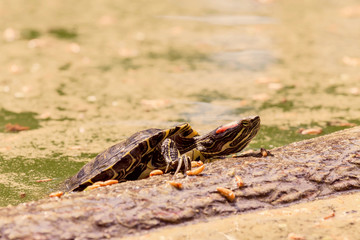 Water turtle (Trachemys scripta elegans) basks in the sun close-up