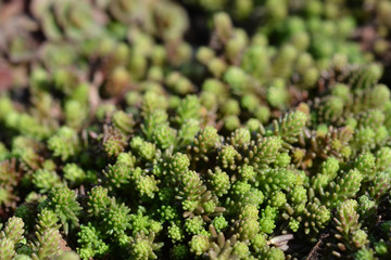 Goldmoss stonecrop