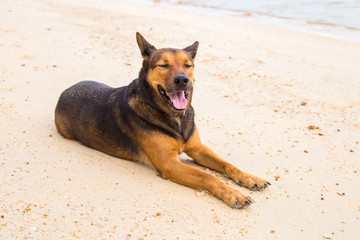 A happy dog on the beach.