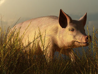 It's evening in the late summer, and this is a closeup of a pink pig has broken out of is pen and is wandering through a field of tall wheat grass. 3D Rendering