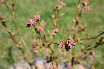 Blueberries buds on the bush.