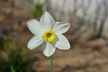 Obraz premium daffodils in the garden