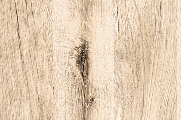 wild oak tree wood wallpaper structure texture background backdrop