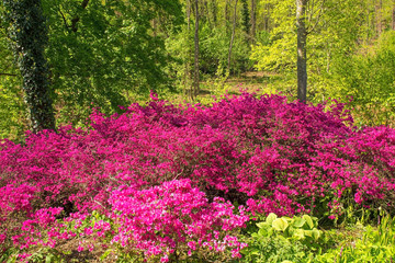 A group of pink azalea bushes growing in partial shade in north east Italy