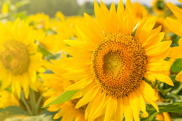 Sunflower in bloom