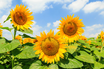 Fototapeta premium Sunflower in bloom