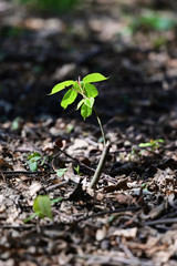 Fresh green leaves of a young tree linden tree.