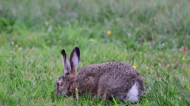 Young brown hare sitting in the meadow and search feed, spring, (lepus capensis), germany