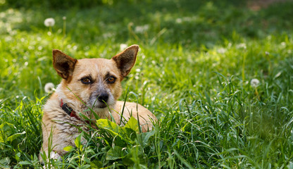 Small cute dog lying on the grass with dandelions