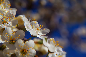Young plum flowers in early spring season