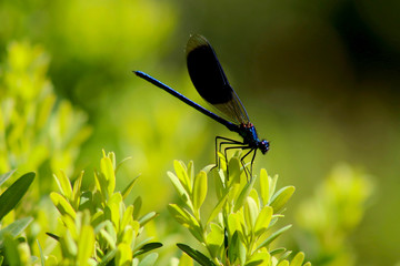 dragonfly on the grass