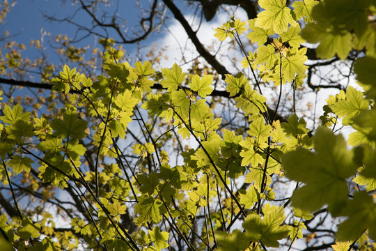 Vibrant green Sycamore tree leaves sprouting during spring season