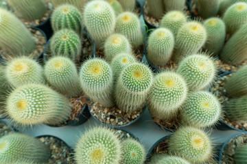 Cactus is a perennial shrub.