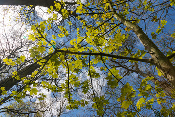 Looking up at Vibrant green Sycamore tree leaves sprouting during spring season