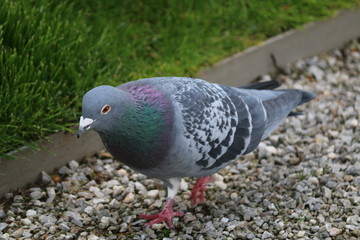 taube