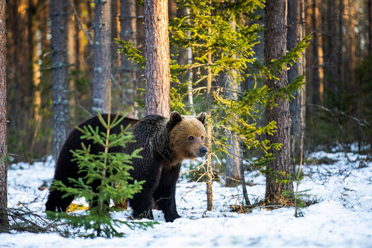 Fototapeta Brown bear stands in the forest