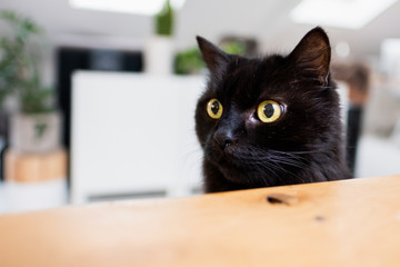 Portrait de chat noir aux yeux jaune