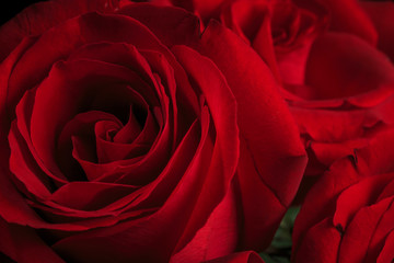 Beautiful and fragrant roses