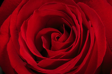 Beautiful and fragrant roses