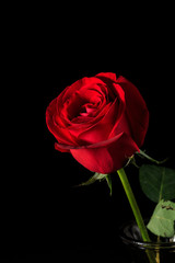 Beautiful and fragrant roses