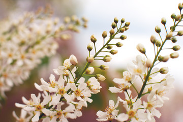 Flowering branches against the sky. Flowering bird cherry in spring. Flowers bird cherry close-up for wallpaper and calendar.