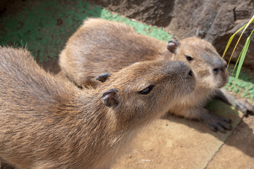 カピバラ　オニテンジクネズミ　 Hydrochoerus hydrochaeris
