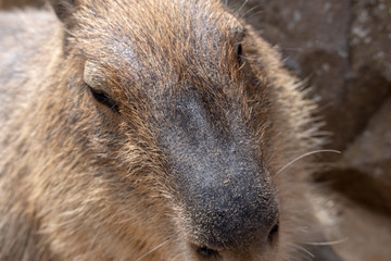 カピバラ　オニテンジクネズミ　 Hydrochoerus hydrochaeris