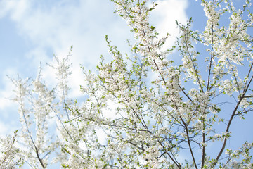 Plum blossom, white flowers on branches of tree, season of blooming garden, spring nature, sunny day, floral background