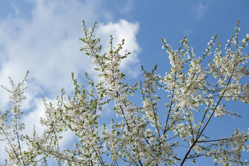 Plum blossom, white flowers on branches of tree, season of blooming garden, spring nature, sunny day, floral background